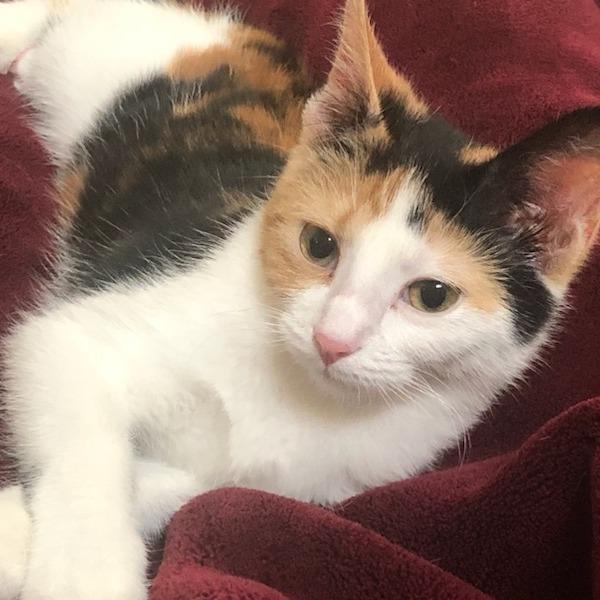 Enlarge Midge, a Adoptable Domestic Short Hair in Drumheller, AB image 4/5