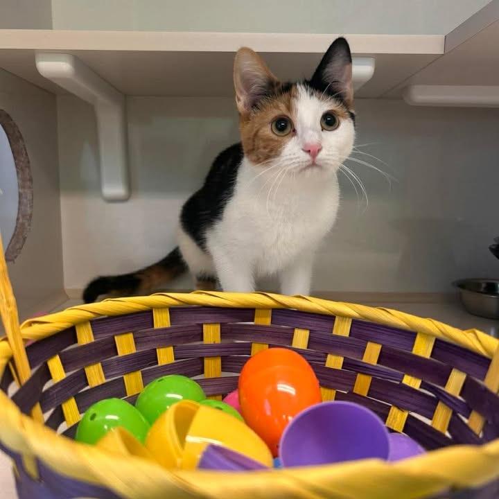 Enlarge Midge, a Adoptable Domestic Short Hair in Drumheller, AB image 6/6