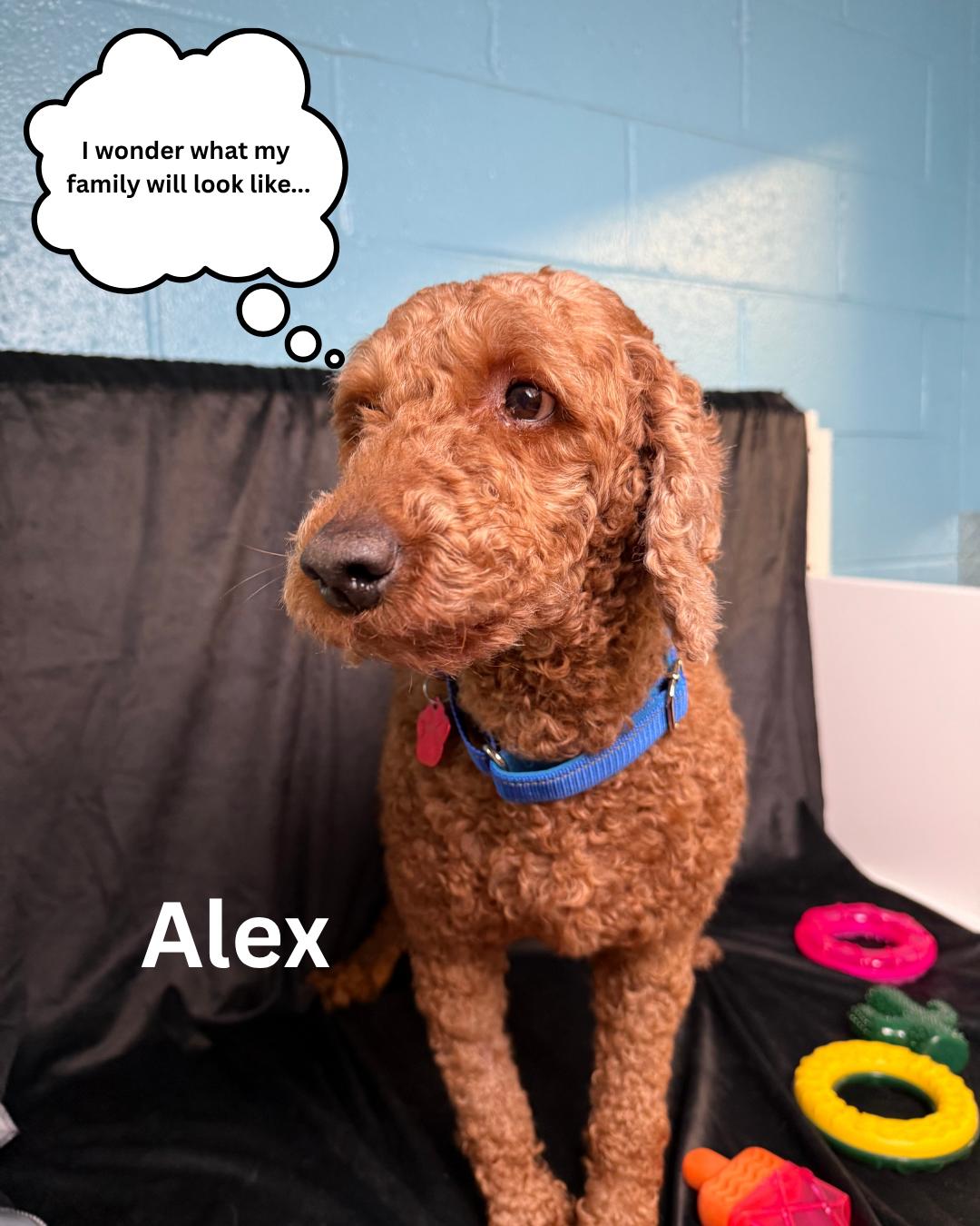 Alex photo 4