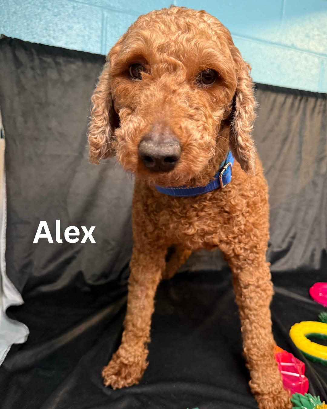 Alex photo 5