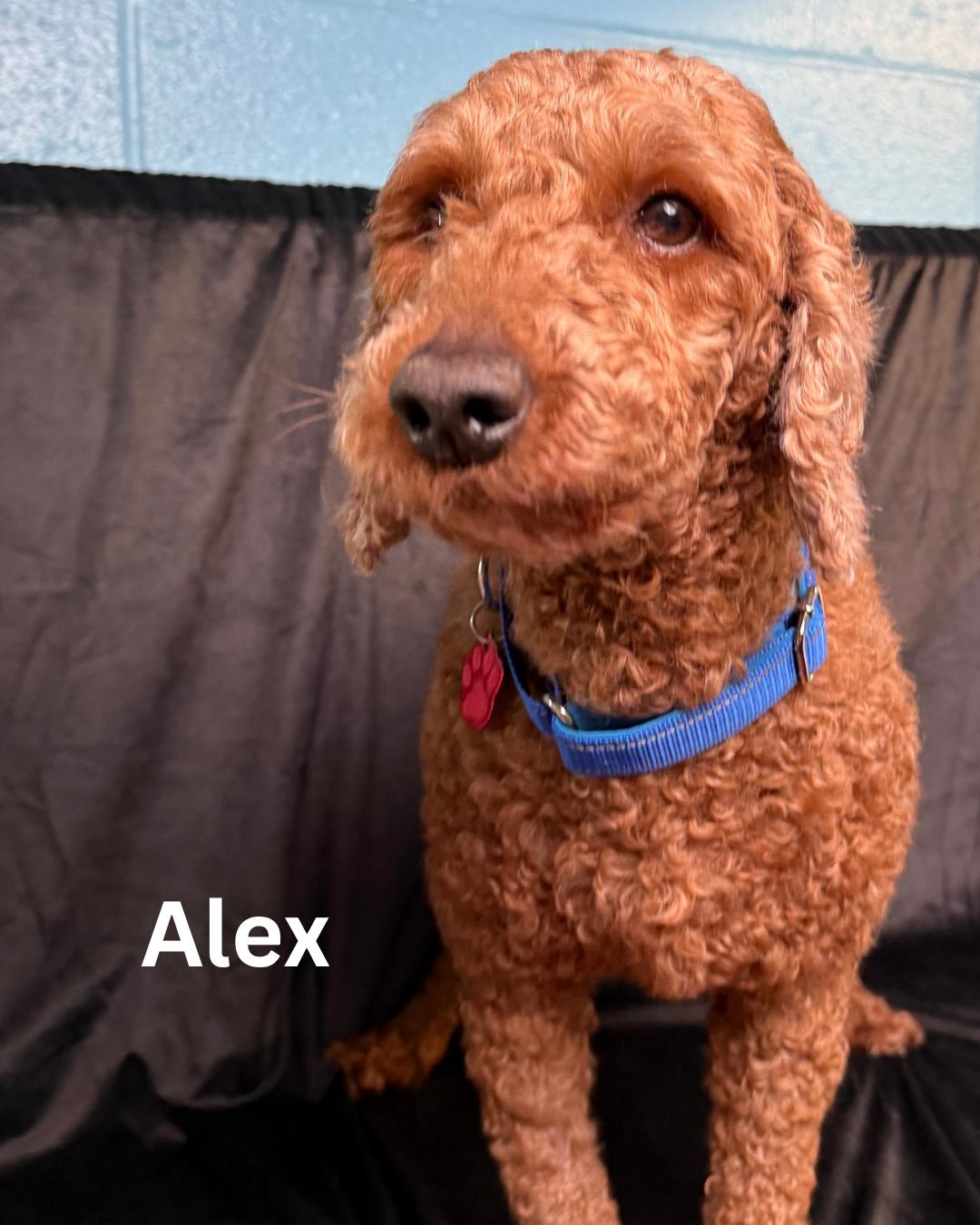 Alex photo 2