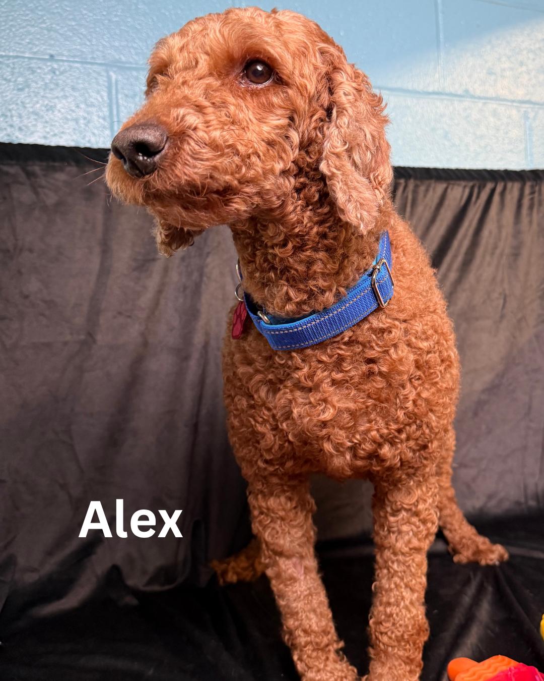Alex photo 6
