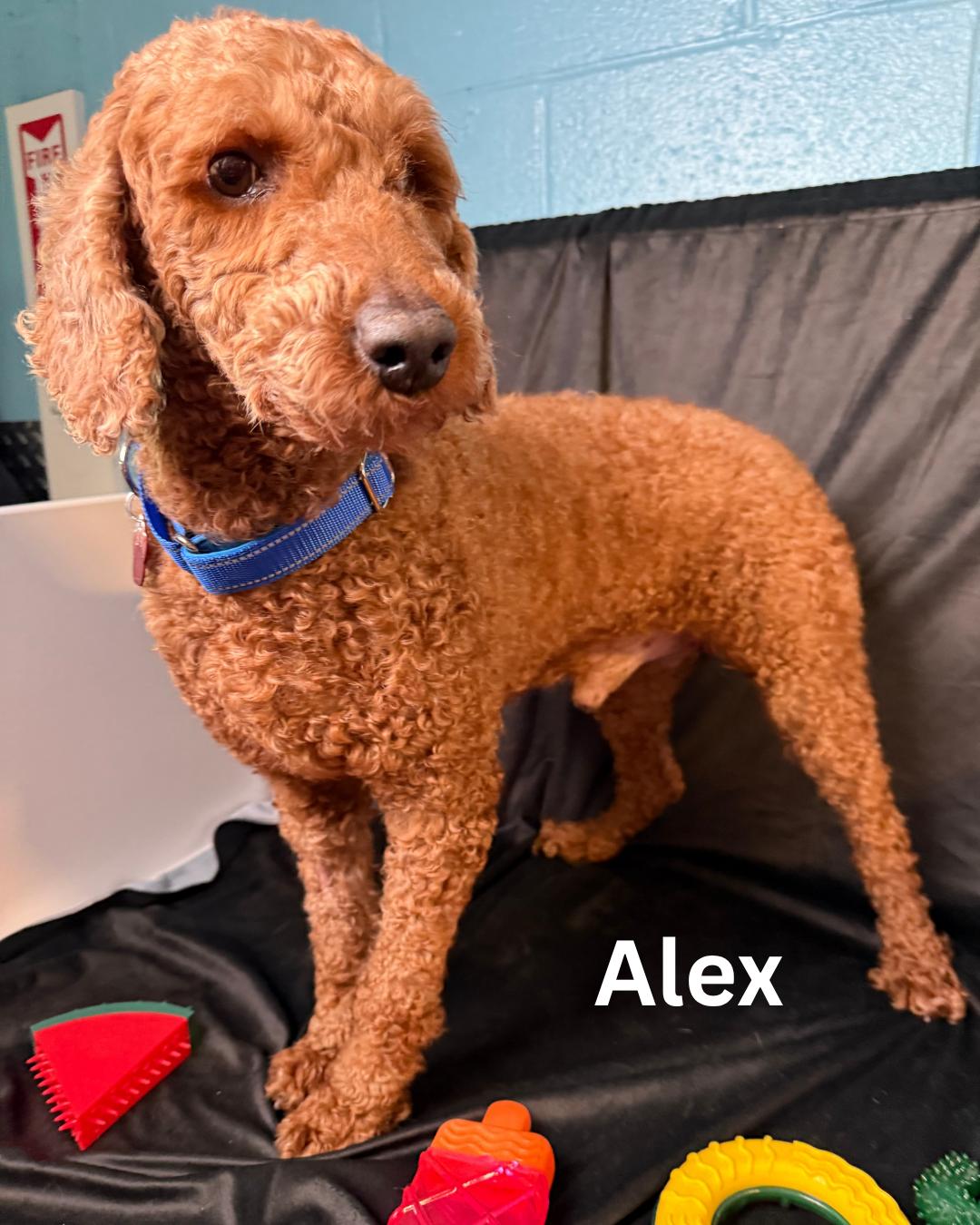 Alex, Adult Male Poodle