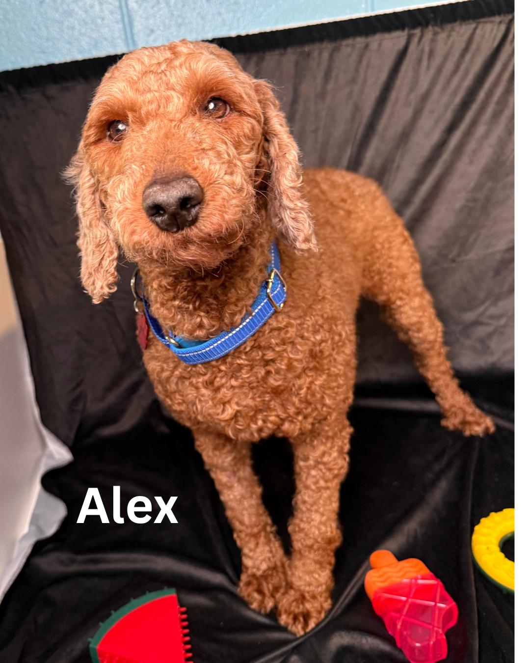 Alex photo 3