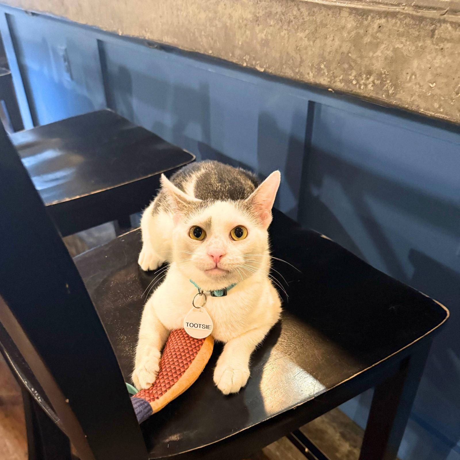 Enlarge Tootsie, a Adopted Domestic Short Hair in Brooklyn, NY image 1/3