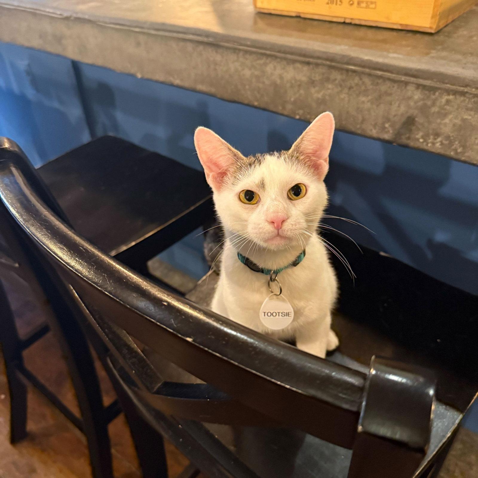 Enlarge Tootsie, a Adopted Domestic Short Hair in Brooklyn, NY image 2/3