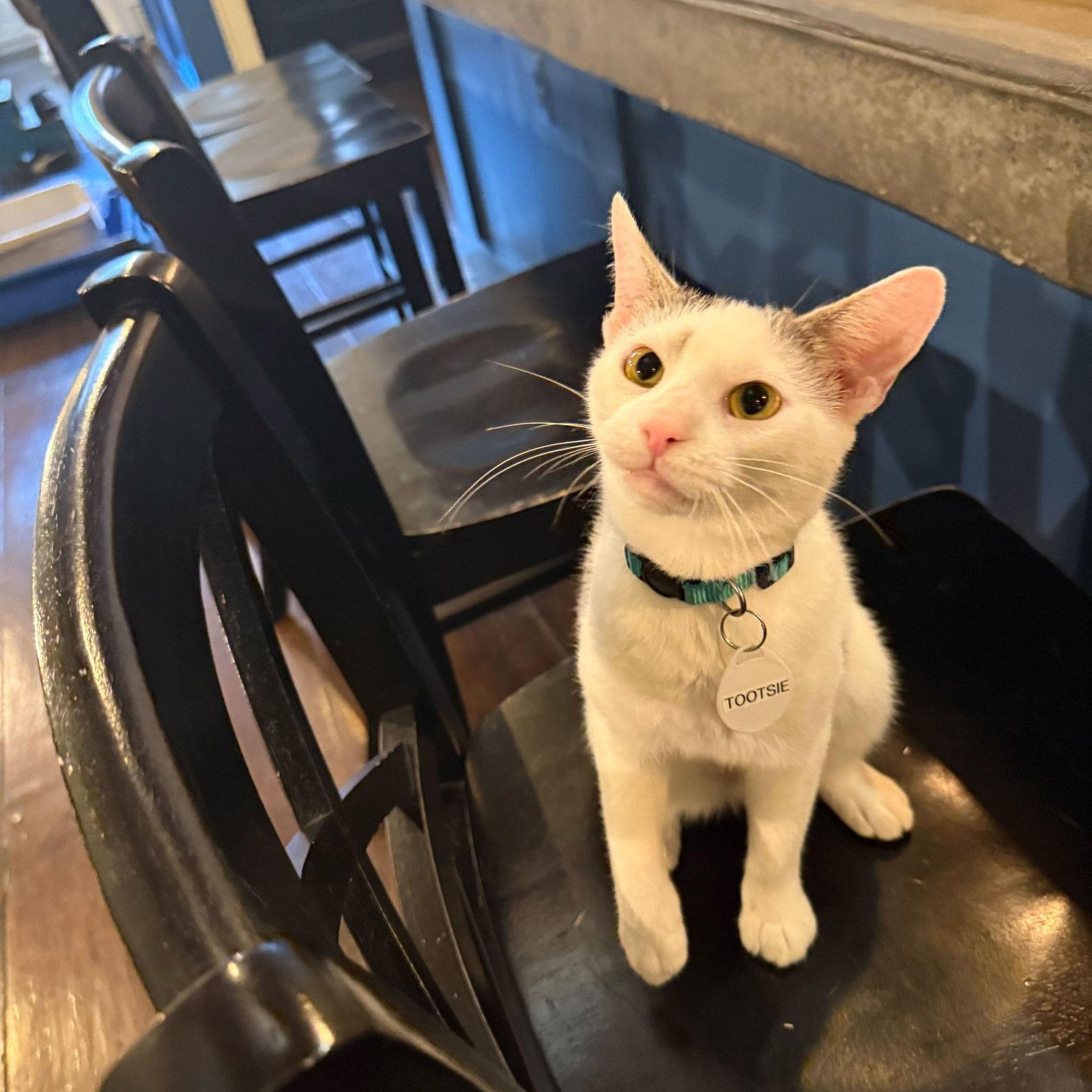 Enlarge Tootsie, a Adopted Domestic Short Hair in Brooklyn, NY image 3/3