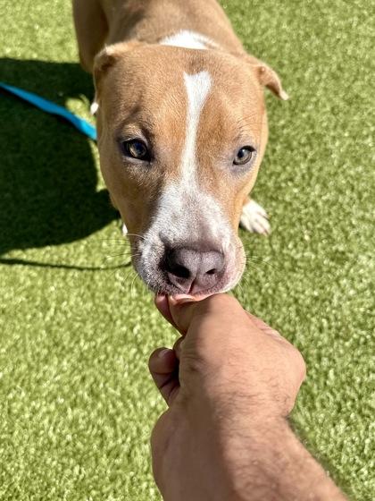 Frog Latte, Adoptable, Adult Female Mixed Breed & Mixed Breed.