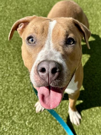 Enlarge Frog Latte, a Adoptable mixed breed in Wichita, KS image 2/3