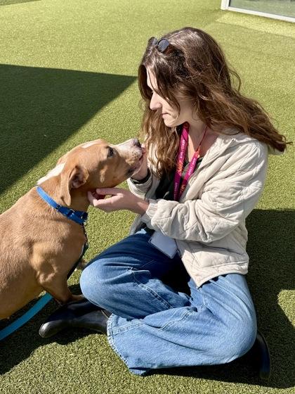 Enlarge Frog Latte, a Adoptable mixed breed in Wichita, KS image 3/3