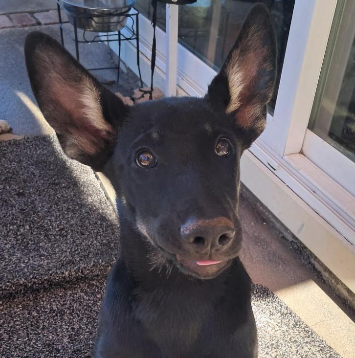 Quartz, ADOPTABLE, Puppy Male German Shepherd Dog.