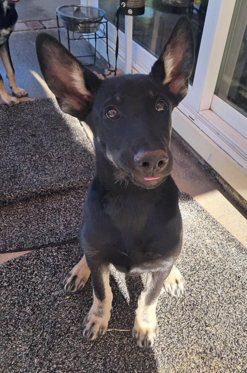 Enlarge Quartz, a ADOPTABLE mixed breed in Davis, CA image 2/3