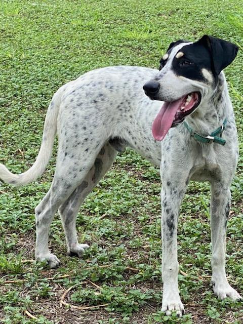 Clancy, Adoptable, Adult Male Pointer.