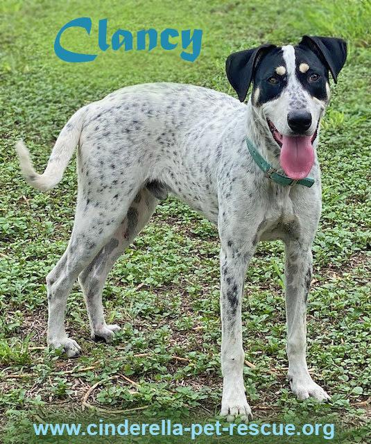 Enlarge Clancy, a Adoptable mixed breed in Mission, TX image 2/2