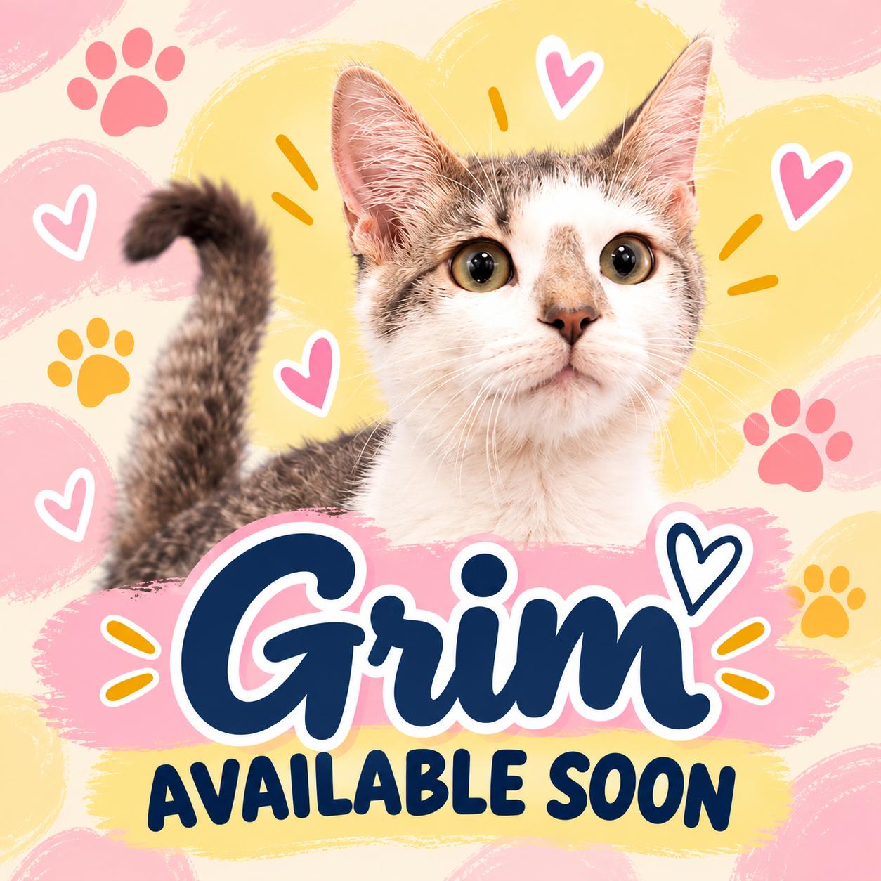 Enlarge Grim, a Adoptable Domestic Short Hair in Marshall, MO image 1/1