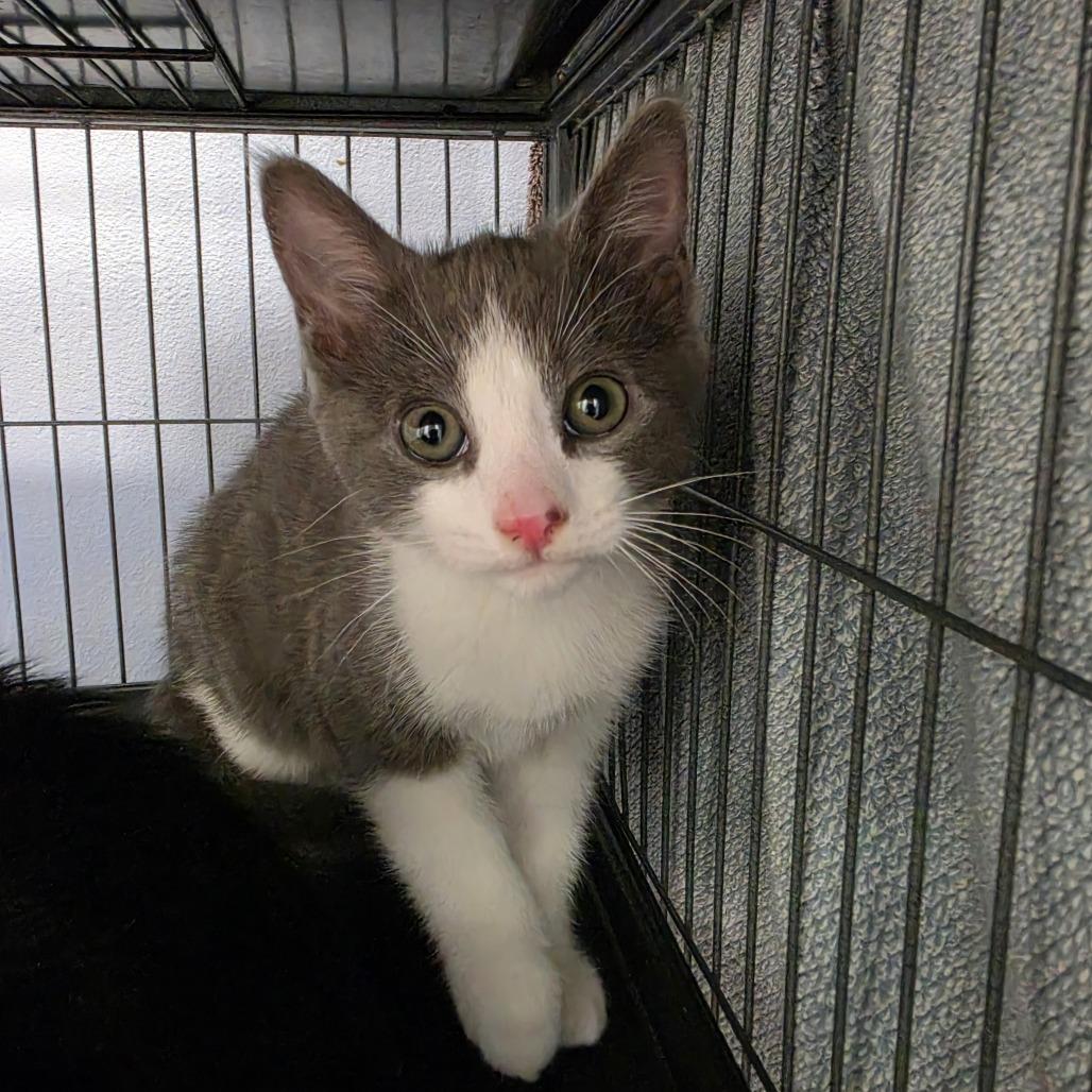 William, Adoptable, Kitten Male Domestic Short Hair.