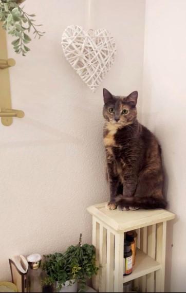 Enlarge Iris Simone (de Bouvier), a Adopted mixed breed in Malibu, CA image 1/2