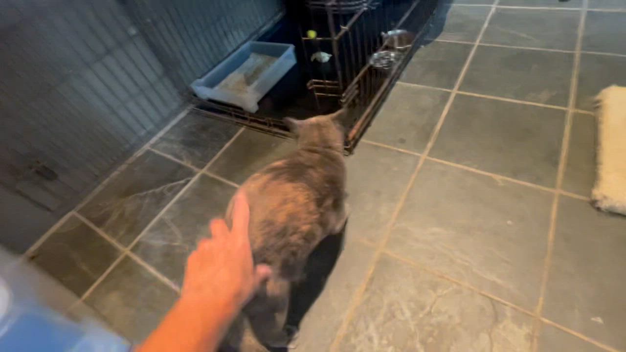 Enlarge Iris Simone (de Bouvier), a Adopted mixed breed in Malibu, CA video 2/2