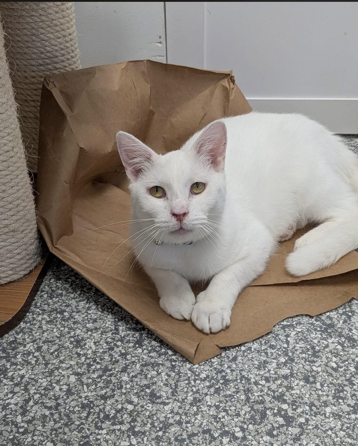 Biscuit, ADOPTABLE, Adult Male Domestic Short Hair.
