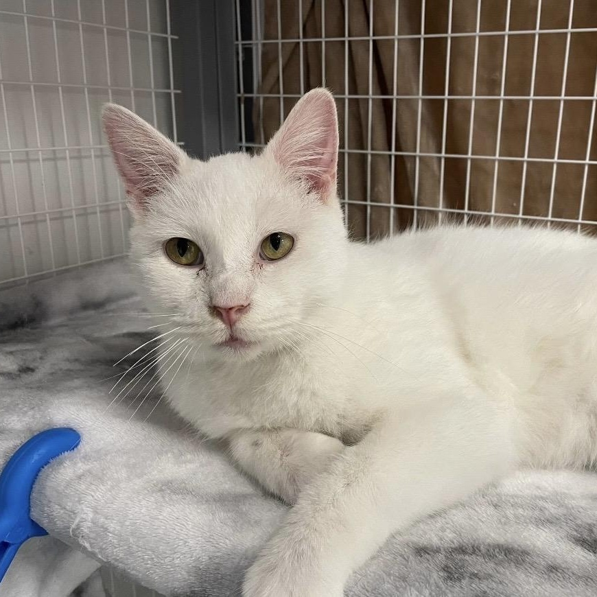 Biscuit, a ADOPTABLE Domestic Short Hair in Hudsonville, MI image 2/6