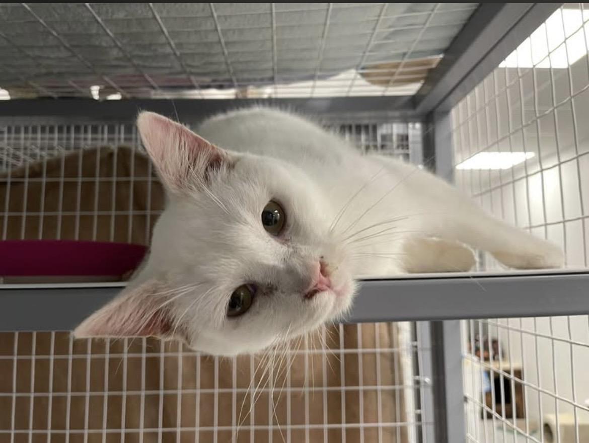 Biscuit, a ADOPTABLE Domestic Short Hair in Hudsonville, MI image 5/6