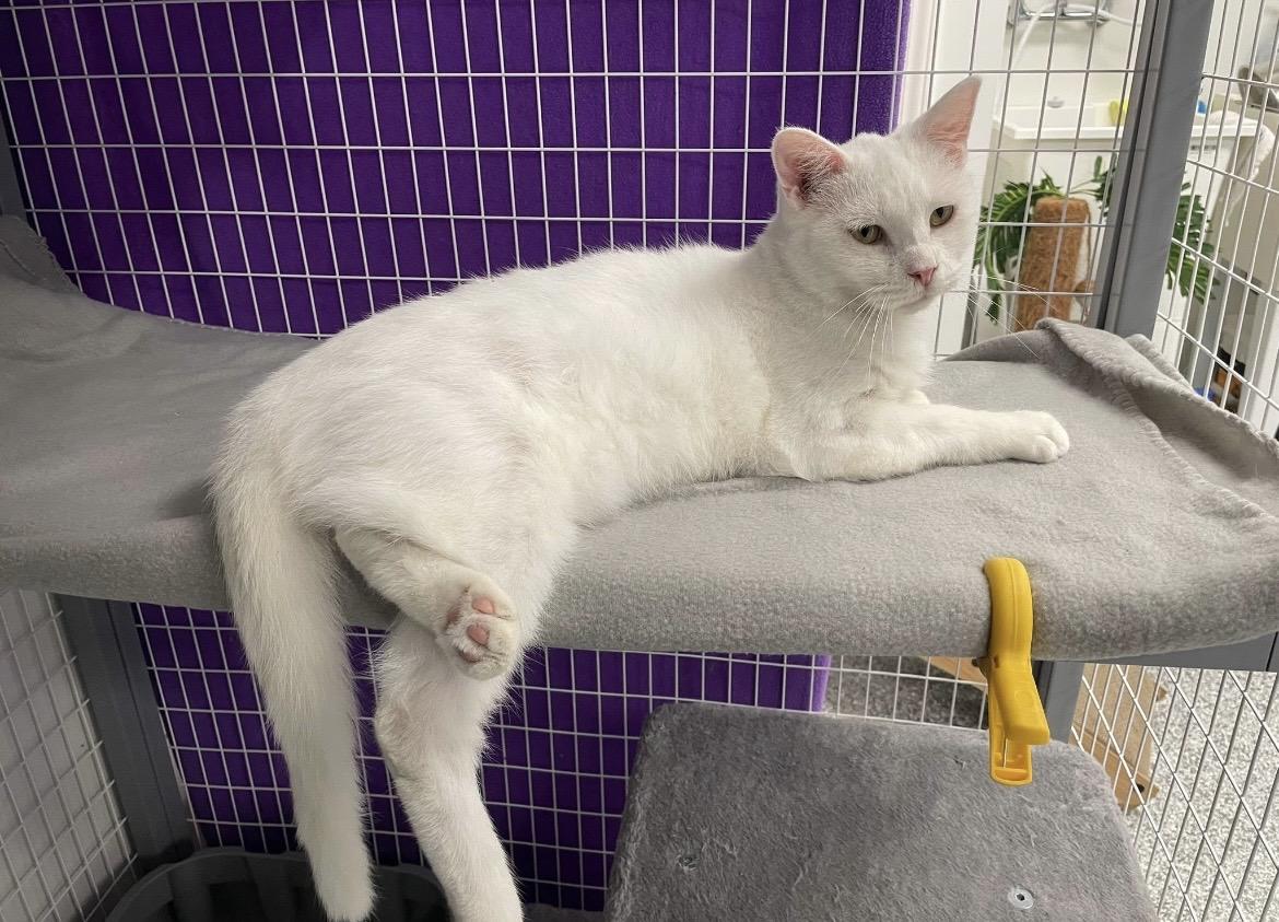 Biscuit, a ADOPTABLE Domestic Short Hair in Hudsonville, MI image 6/6