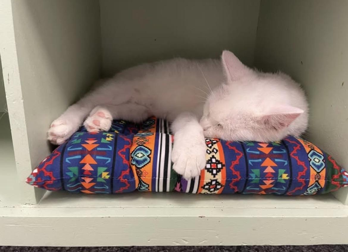 Biscuit, a ADOPTABLE Domestic Short Hair in Hudsonville, MI image 4/6