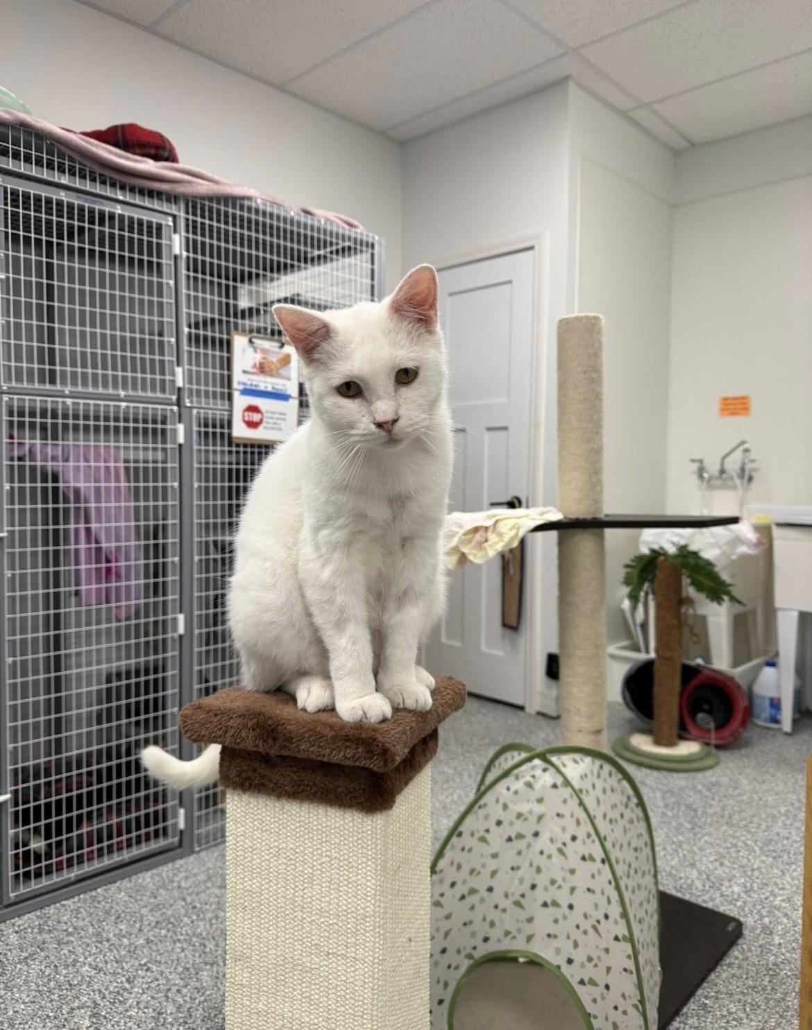 Biscuit, a ADOPTABLE Domestic Short Hair in Hudsonville, MI image 3/6