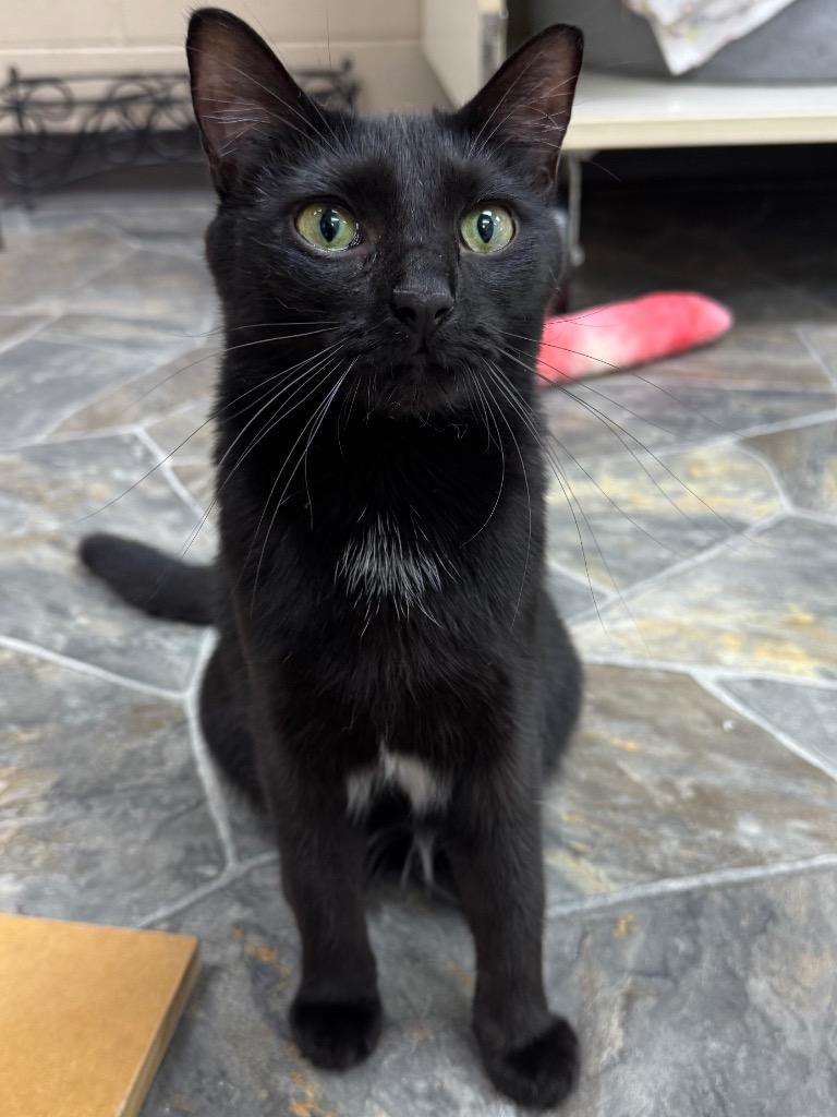 Lotus, Adoptable, Young Female Domestic Short Hair.