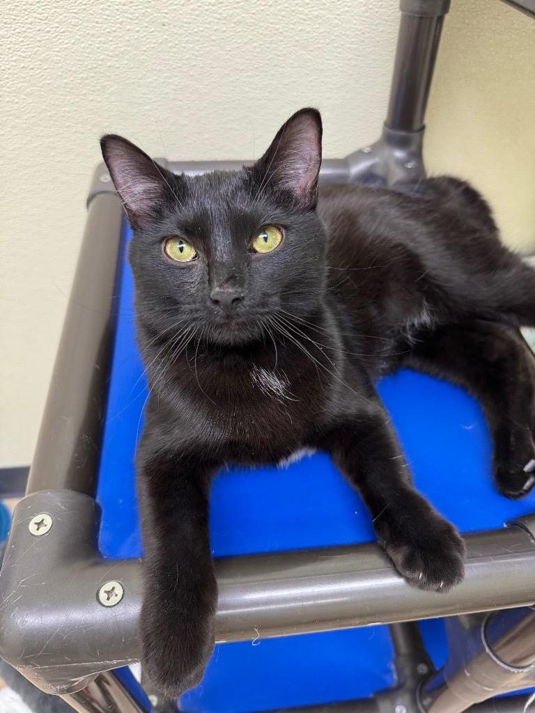 Enlarge Lotus, a Adoptable mixed breed in Shorewood, IL image 2/4