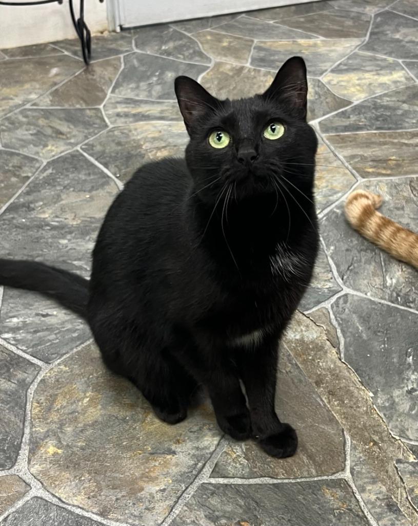 Enlarge Lotus, a Adoptable mixed breed in Shorewood, IL image 3/6