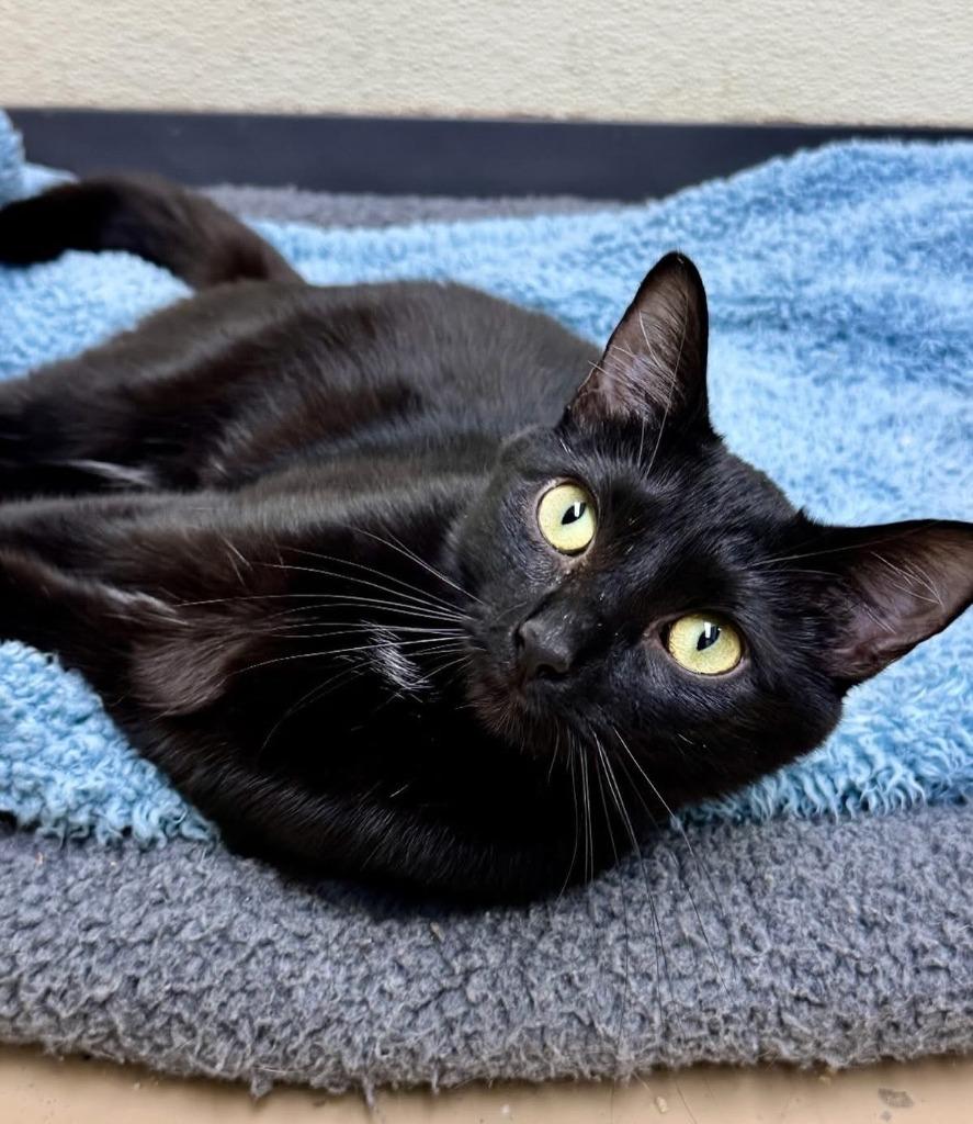 Enlarge Lotus, a Adoptable mixed breed in Shorewood, IL image 3/4