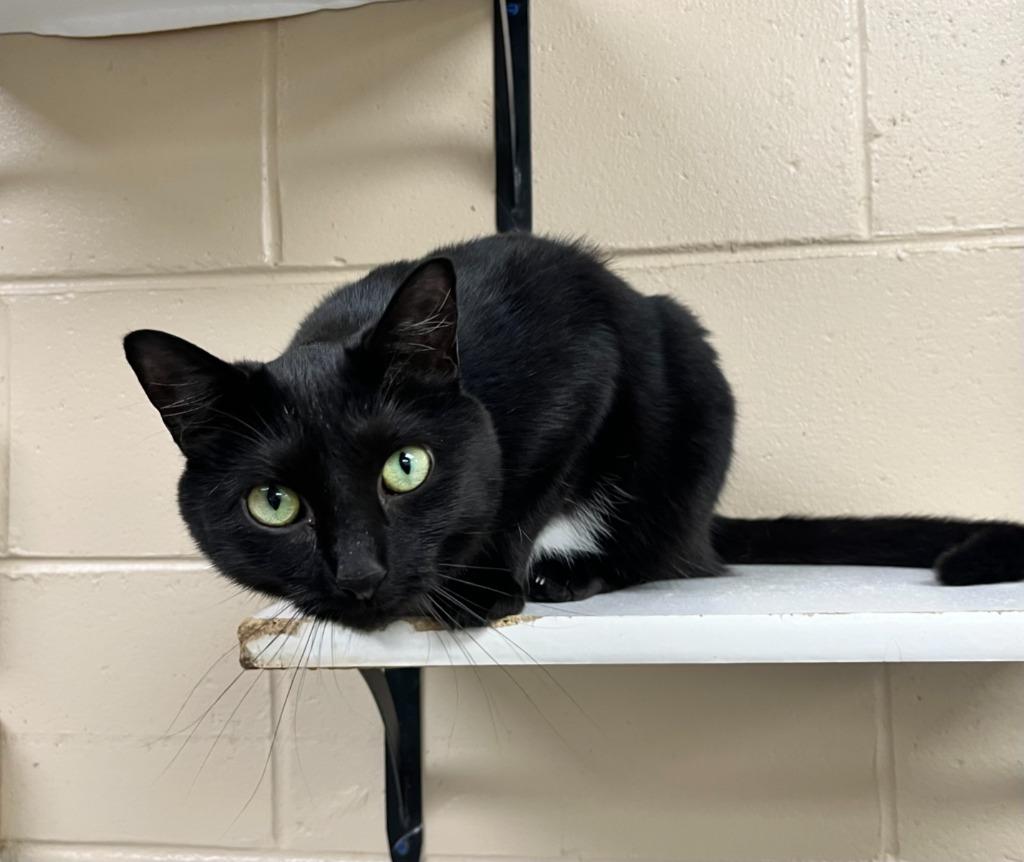 Enlarge Lotus, a Adoptable mixed breed in Shorewood, IL image 5/6