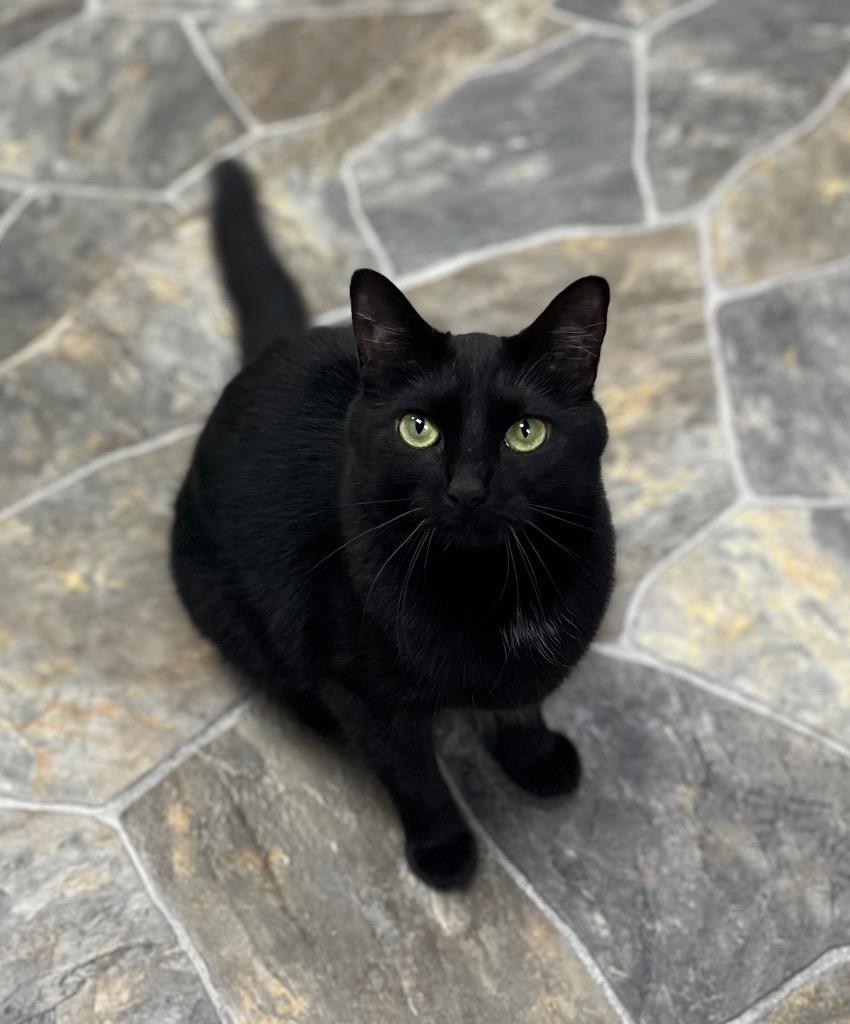 Lotus, a Adoptable mixed breed in Shorewood, IL image 4/5