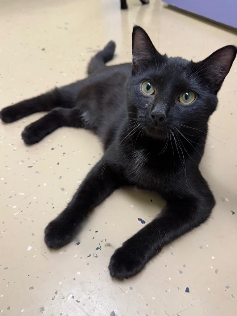 Enlarge Lotus, a Adoptable mixed breed in Shorewood, IL image 4/4