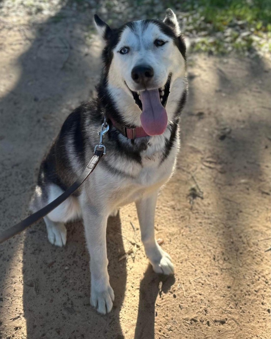 Huskers Nanook, a Adoptable Siberian Husky in Brookshire, TX image 1/7