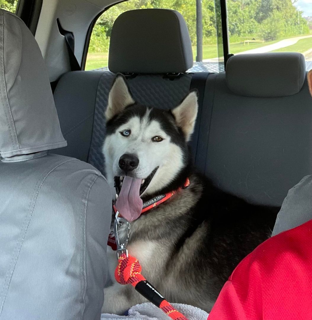 Huskers Nanook, a Adoptable Siberian Husky in Brookshire, TX image 2/7