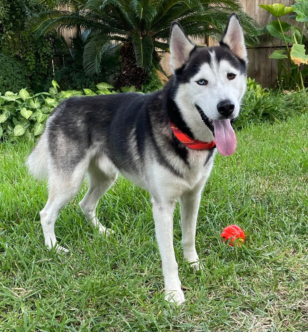 Huskers Nanook, a Adoptable Siberian Husky in Brookshire, TX image 3/7