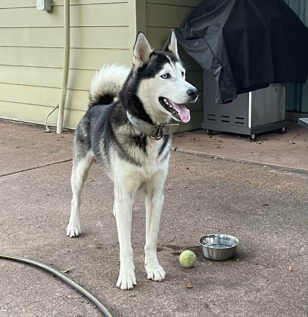 Huskers Nanook, a Adoptable Siberian Husky in Brookshire, TX image 4/7