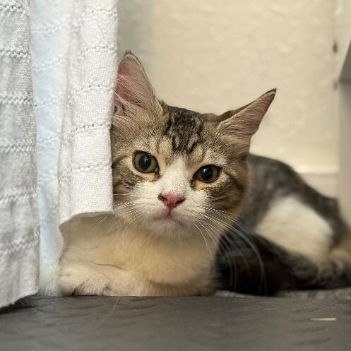 Munchkin Boon — thumbnail 3