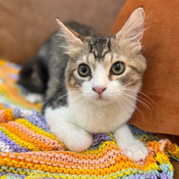 Munchkin Boon — thumbnail 4