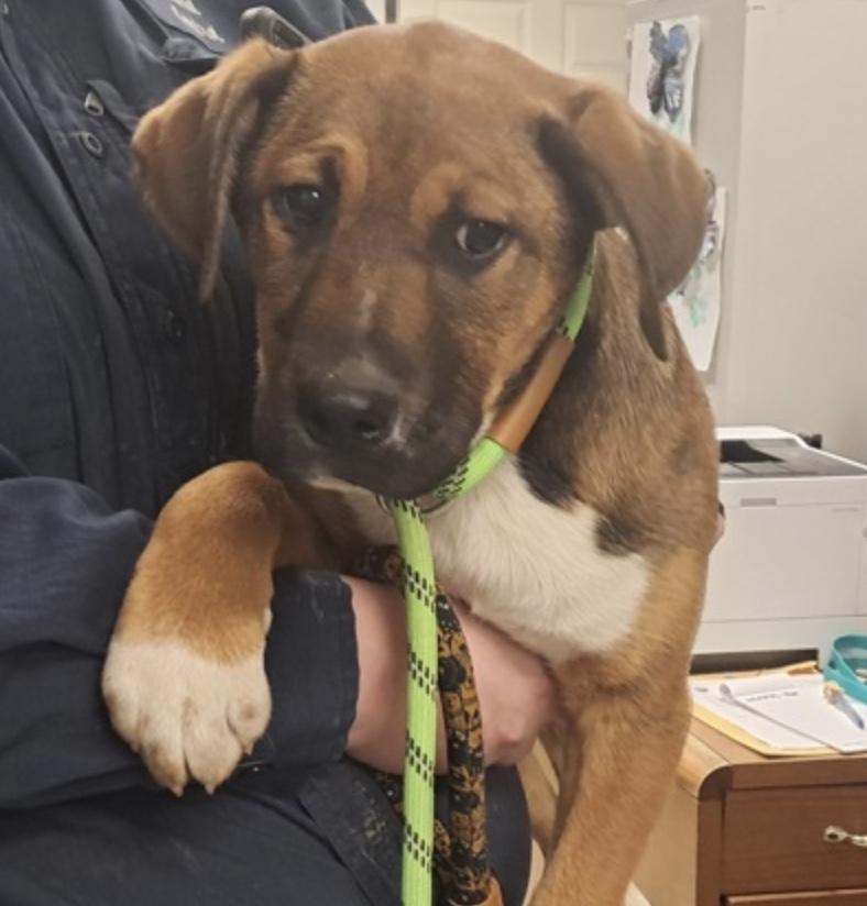 Mr. Darcy, ADOPTABLE, Puppy Male Cattle Dog.