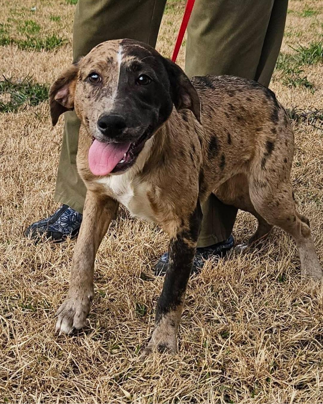 Enlarge Razzle Bubblegum, a Adoptable mixed breed in Wakefield, RI image 2/3