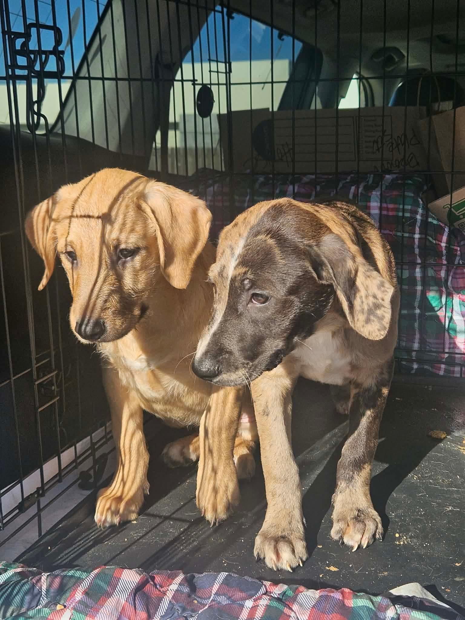 Enlarge Razzle Bubblegum, a Adoptable mixed breed in Wakefield, RI image 2/3