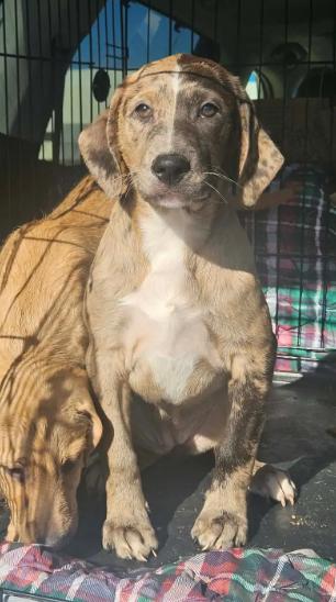 Enlarge Razzle Bubblegum, a Adoptable mixed breed in Wakefield, RI image 3/3