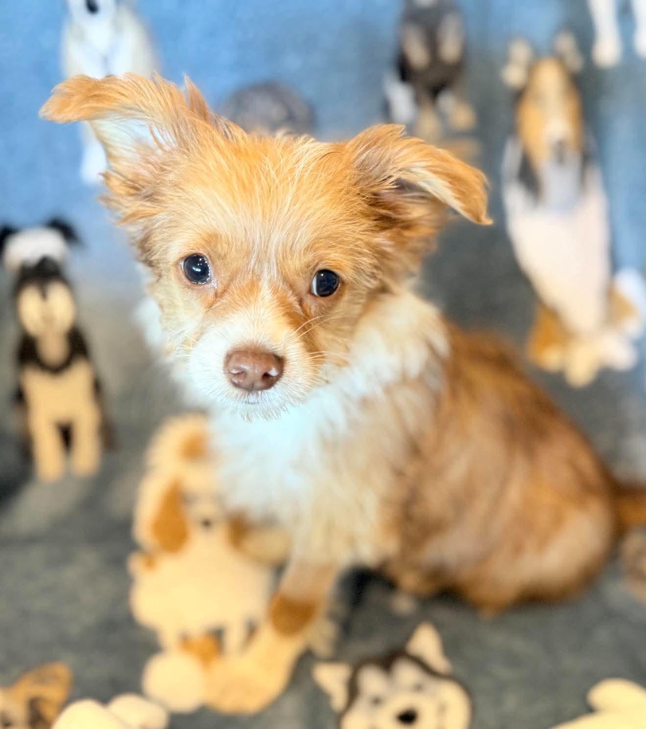Red Panda, Adopted, Puppy Male Poodle (Toy) & Chihuahua.