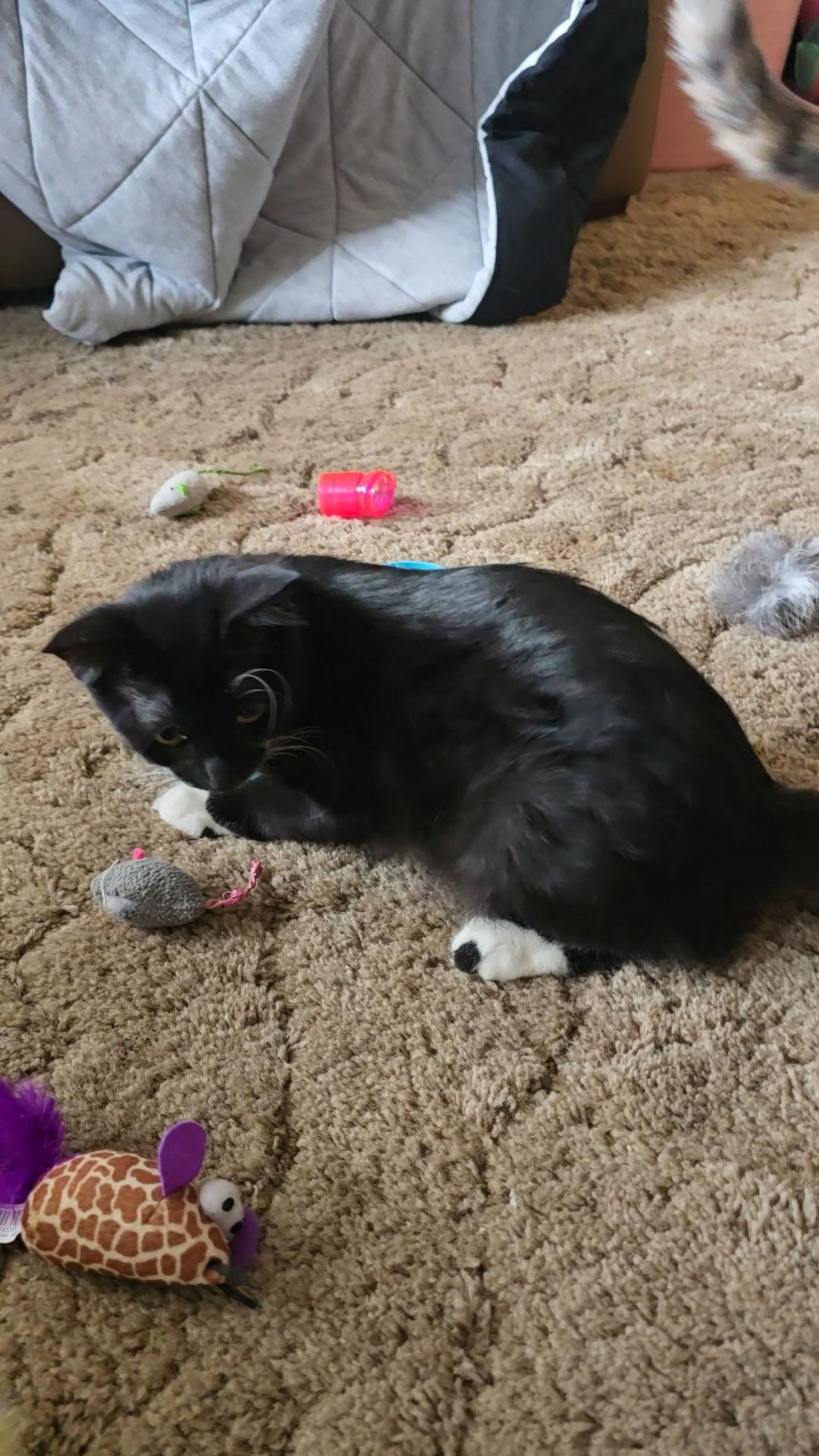 Enlarge Burt, a Adoptable Domestic Medium Hair in Gardnerville, NV image 3/3