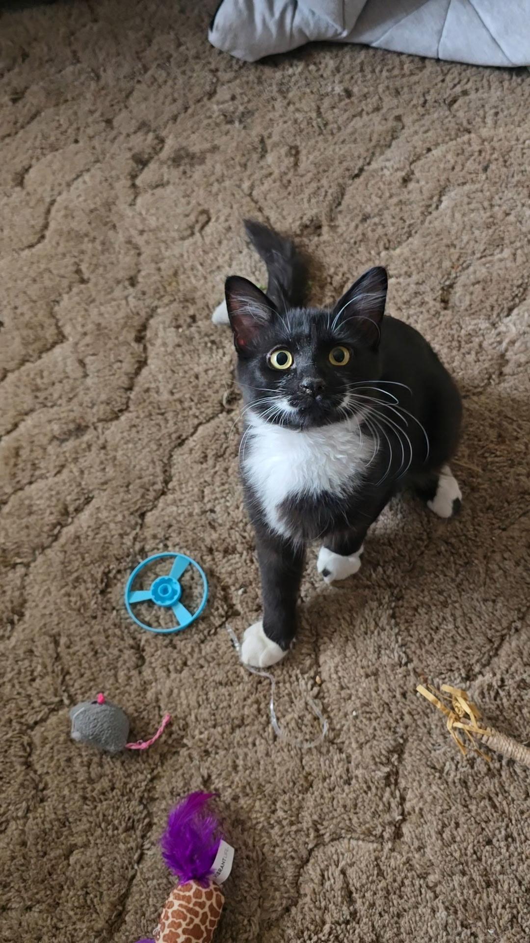 Burt, Adoptable, Kitten Male Domestic Medium Hair.