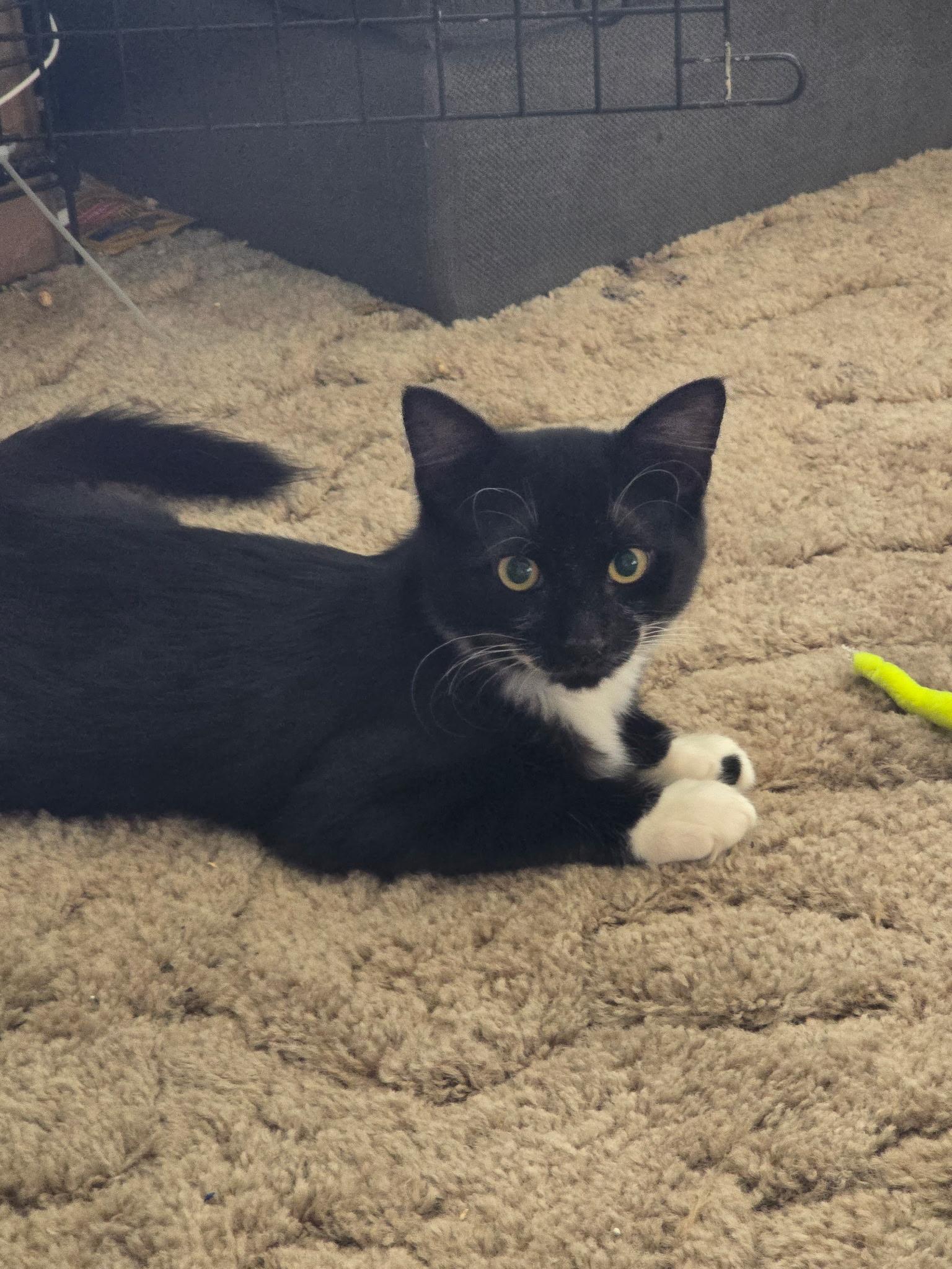 Enlarge Burt, a Adoptable Domestic Medium Hair in Gardnerville, NV image 2/3