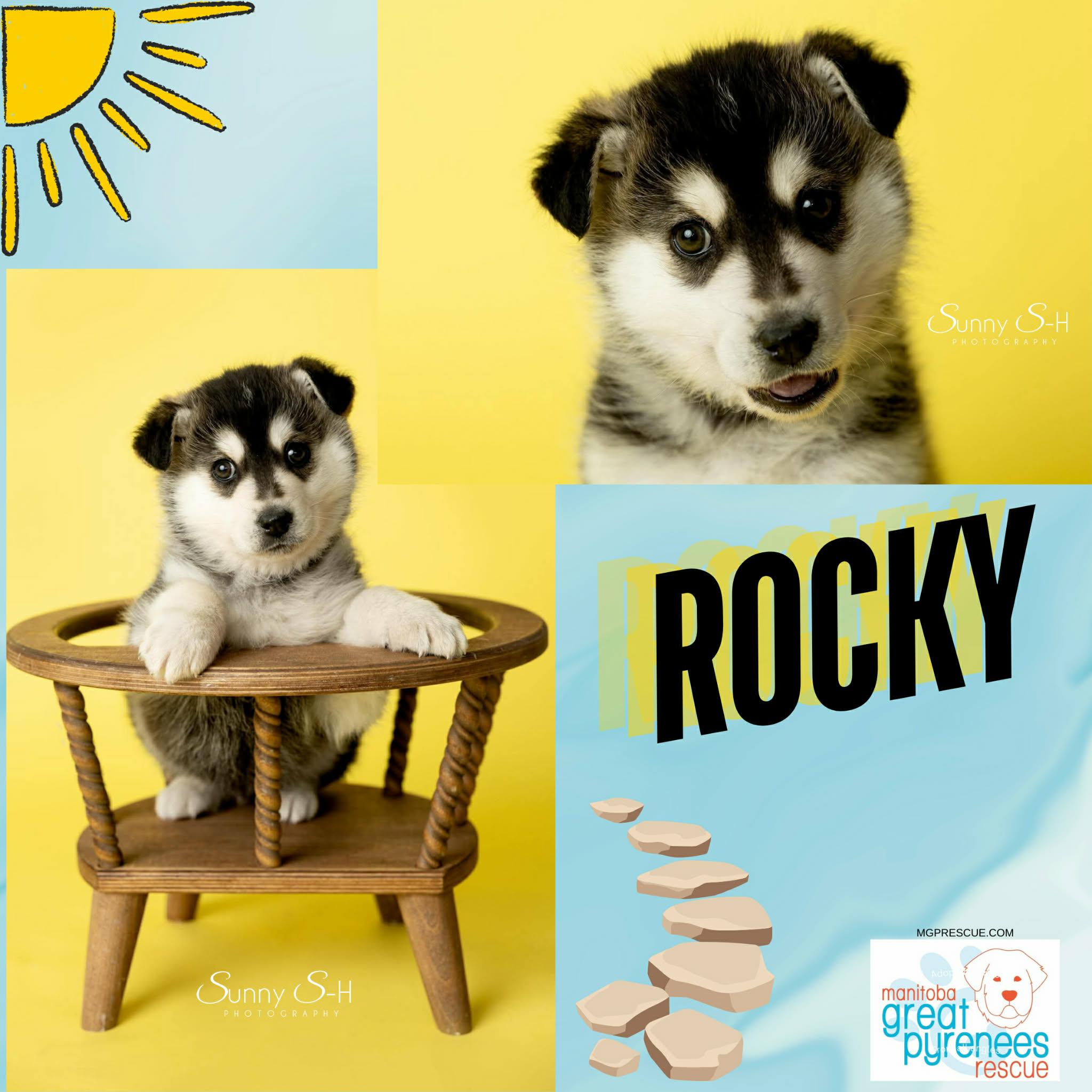 Rocky , ADOPTABLE, Puppy Male Husky.